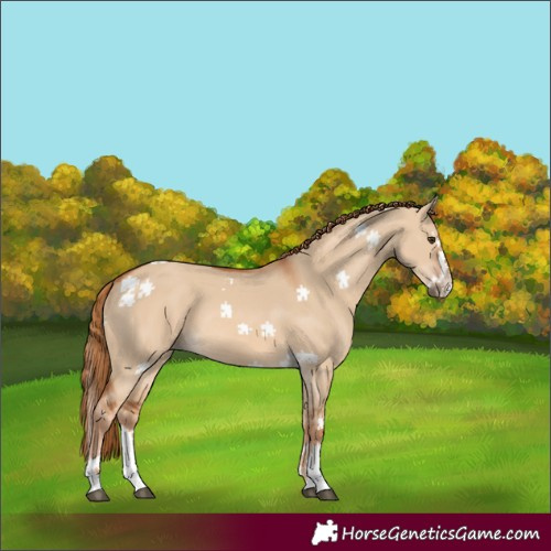 Horse Color:Red Dun Splash 