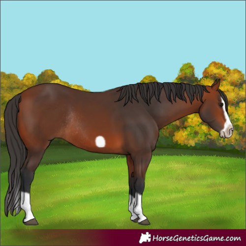 Horse Color:Bay Splash Frame Rabicano