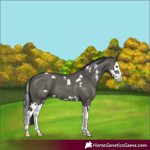 Horse Color:Grullo Splash