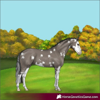 Horse Color:Grullo Splash 