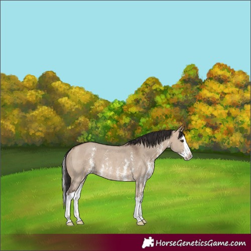 Horse Color:Brown Dun Sabino Splash Rabicano