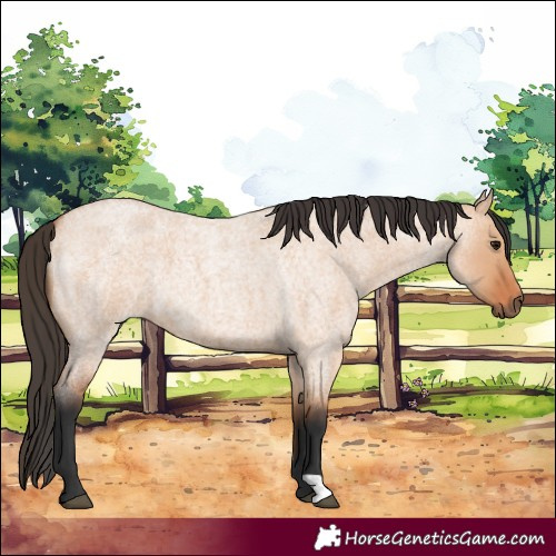 Horse Color:Bay Roan Dun