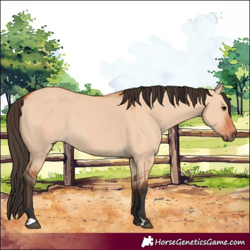 Horse Color:Bay Dun