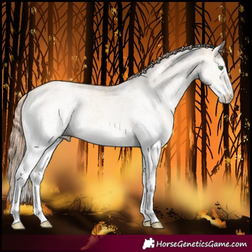 Horse Color:White Spotted Gold Champagne Dun 