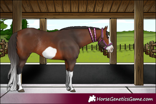 Horse Color:Bay Splash Frame Rabicano 
