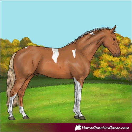 Horse Color:Chestnut Tobiano 