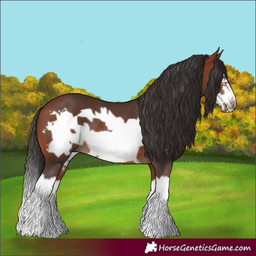 Horse Color:Bay Splash Frame Rabicano 