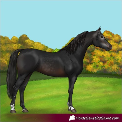 Horse Color:Gray Brown 