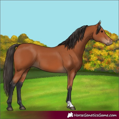 Horse Color:Unknown 
