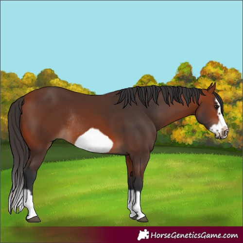 Horse Color:Bay Splash Frame Rabicano