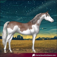 Horse Color:Silver Black Splash 