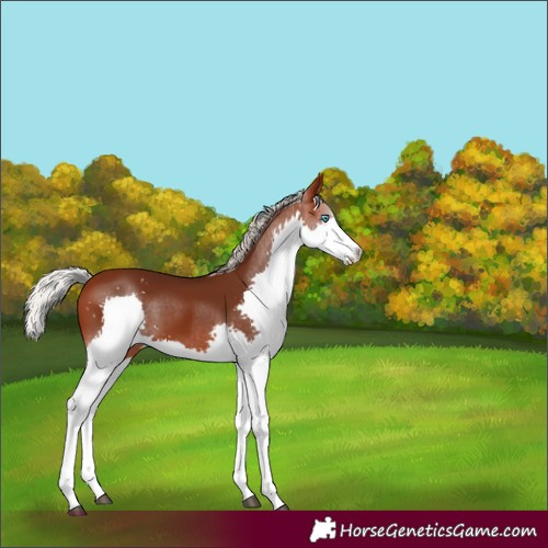 Horse Color:Silver Brown Splash Rabicano 