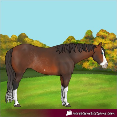 Horse Color:Bay Splash Frame Rabicano 