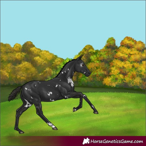 Horse Color:Gray White Spotted Liver Chestnut 