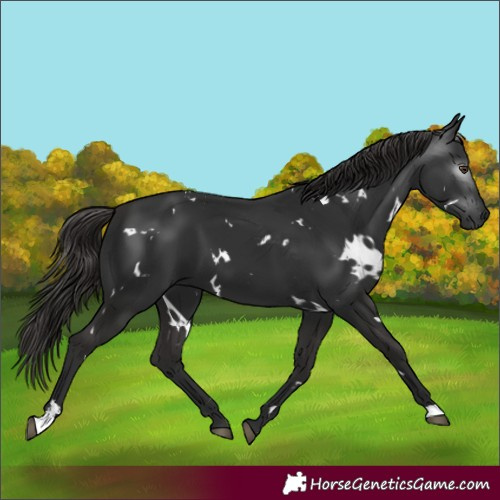Horse Color:Gray White Spotted Liver Chestnut 