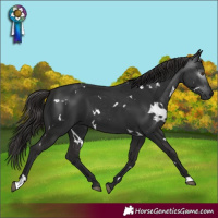 Horse Color:Gray White Spotted Liver Chestnut
