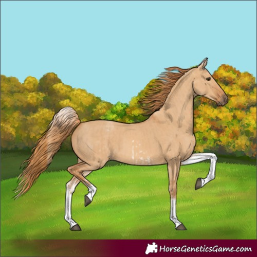 Horse Color:White Spotted Red Dun Rabicano  and White Spotted Red Dun Rabicano 