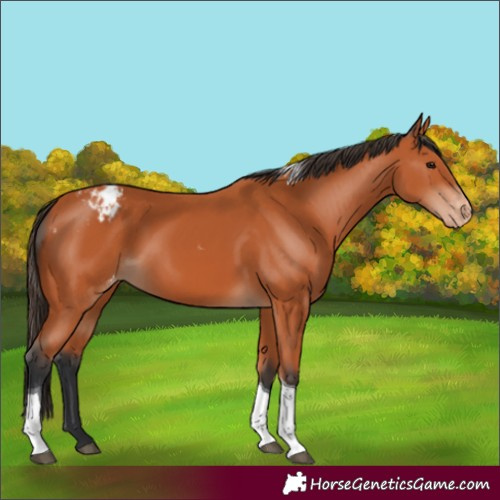 Horse Color:Bay Tobiano Varnish 