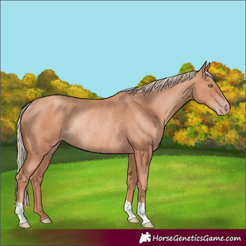 Horse Color:Gold Champagne Rabicano 