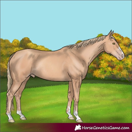 Horse Color:Gold Champagne Rabicano 