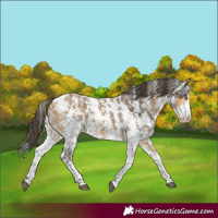 Horse Color:Buckskin Sabino 