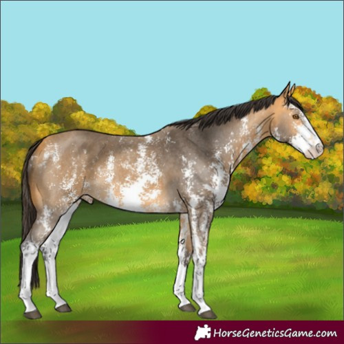 Horse Color:Buckskin Sabino 