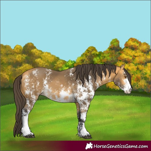 Horse Color:Buckskin Sabino 