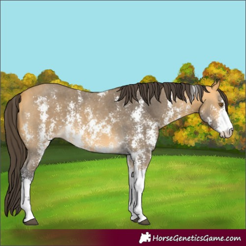 Horse Color:Buckskin Sabino 