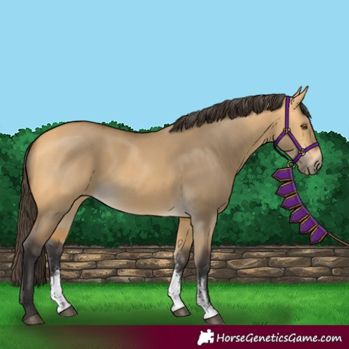 Horse Color:Buckskin Dun Sabino 