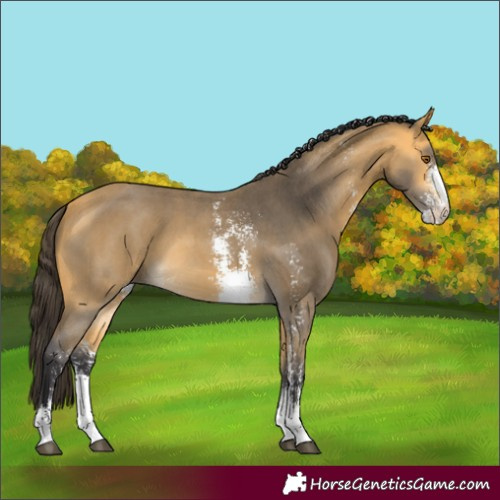 Horse Color:Buckskin Sabino 