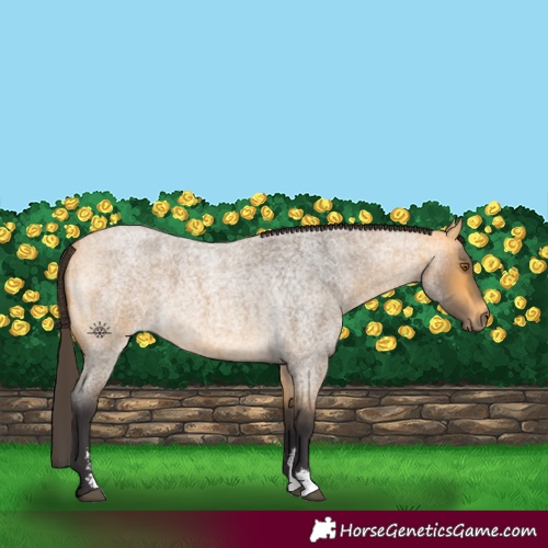 Horse Color:Buckskin Roan Sabino