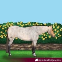 Horse Color:Buckskin Roan Sabino