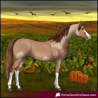 Horse Color:Red Dun Splash  and Red Dun Splash 