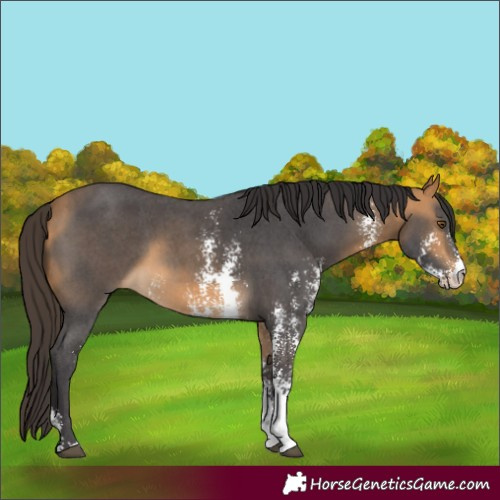 Horse Color:Buckskin Sabino 