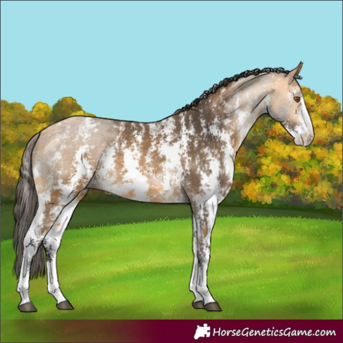 Horse Color:Buckskin Sabino 