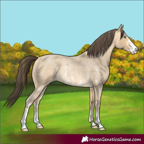 Horse Color:Amber Cream Champagne Roan Sabino