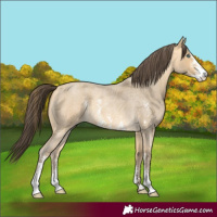Horse Color:Amber Cream Champagne Roan Sabino 