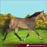 Horse Color:Buckskin Sabino