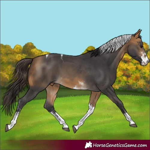 Horse Color:Buckskin Sabino Tobiano