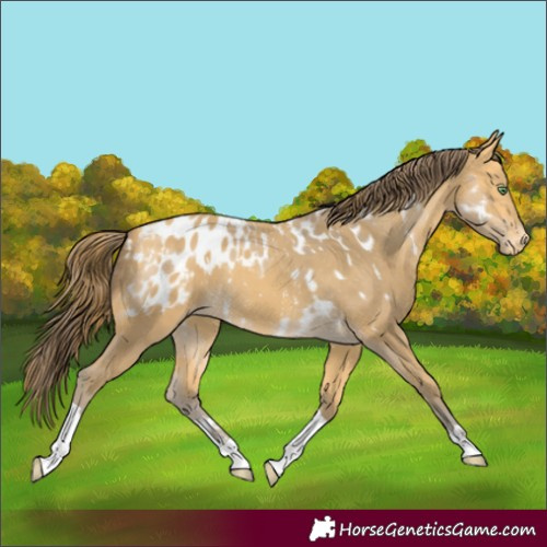 Horse Color:Amber Cream Champagne Sabino Tobiano Appaloosa  and Amber Cream Champagne Sabino Tobiano Appaloosa 
