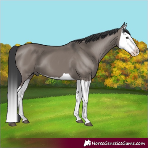Horse Color:Grullo Splash 