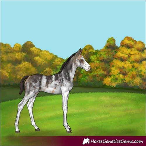 Horse Color:White Spotted Buckskin 