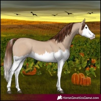 Horse Color:Red Dun Splash  and Red Dun Splash 