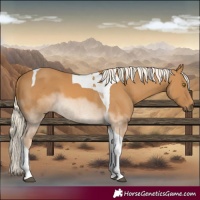 Horse Color:Palomino Tobiano