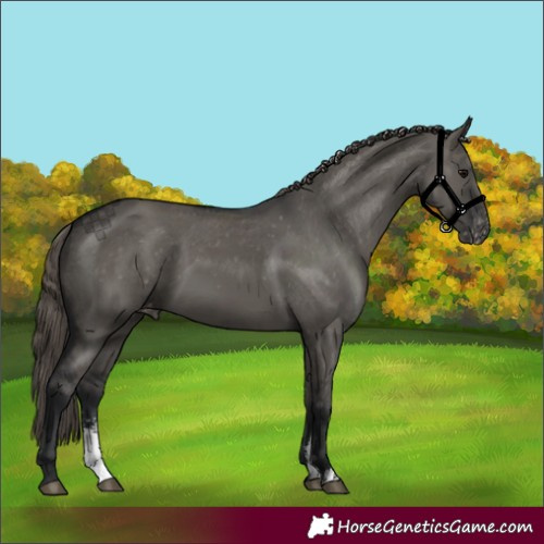 Horse Color:Grullo Sabino Appaloosa 