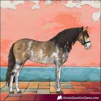 Horse Color:Buckskin Sabino