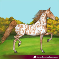 Horse Color:Chestnut Near Leopard