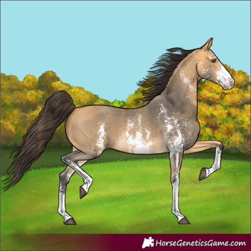 Horse Color:Buckskin Sabino 