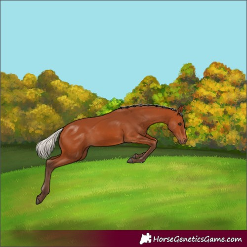 Horse Color:Silver Bay 