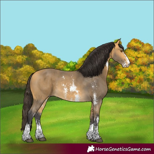 Horse Color:Unknown 